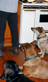 Skid, Sunny, and friend Bramble await the broiler pan.