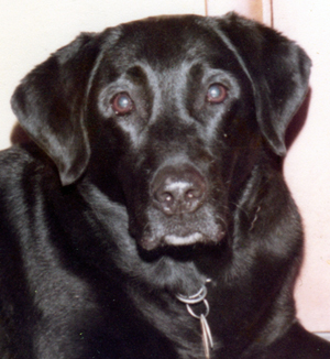 Bo was a pure-bred Lab.