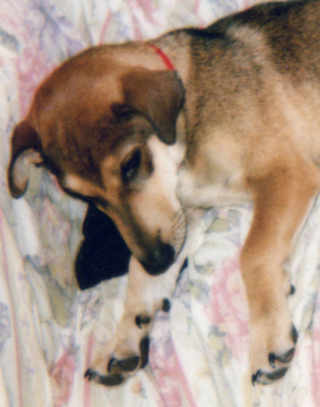 Even relaxed, he was an alert pup.